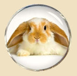 Bassin and Brown Rabbit Cufflinks - Beige and White