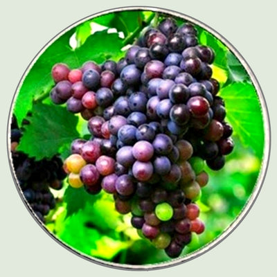 Bassin And Brown - Bunch of Grapes Keyring- Green, Wine and Blue