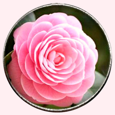 Bassin and Brown Pink Rose Keyring