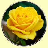Bassin and Brown Yellow Rose Keyring